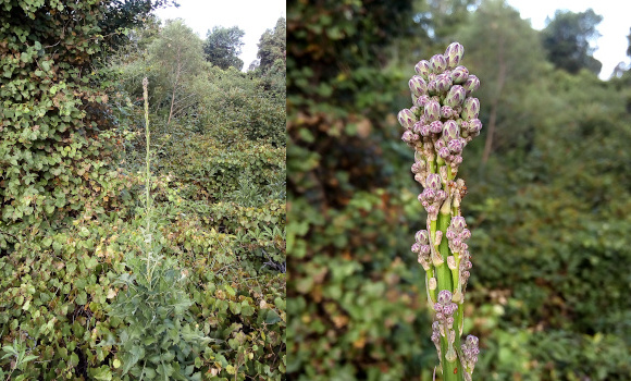 [Two photos spliced together. On the left is the entire plant growing amid other greenery. The very long stem protruding above the leaves mostly blends in with the background greenery, but the tip is definitely visible because it is so far from anything else. On the right is a very close view of the top of the plant. It has green stems twined together with purplish closed buds at the top. ]